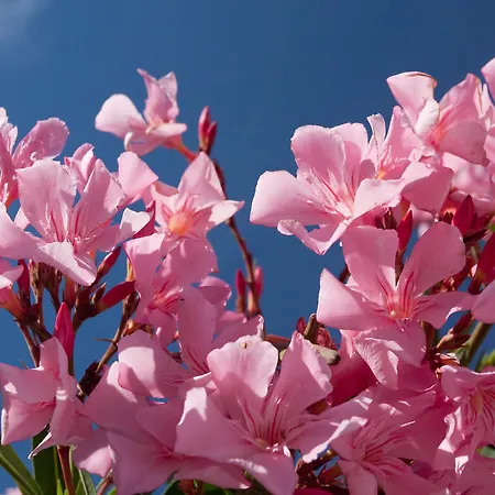 Maison d'hôtes Fabian Panzio 3*