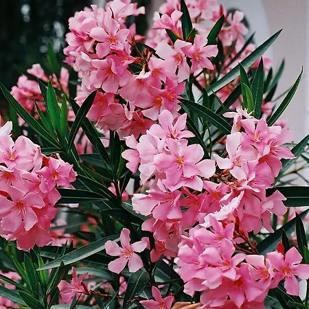 Maison d'hôtes Fabian Panzio